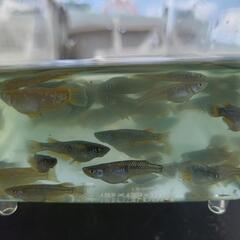 めだかオランジェメダカ30匹、引き渡し場所時間限定の画像