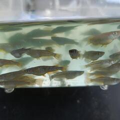 めだかオランジェメダカ30匹、引き渡し場所時間限定の画像