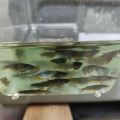 めだかオランジェメダカ30匹、引き渡し場所時間限定の画像