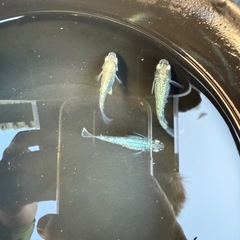 ゴジラ　特大　メダカの画像