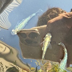 ゴジラ　特大　メダカの画像