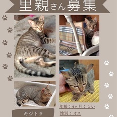 イケメンなキジトラくん