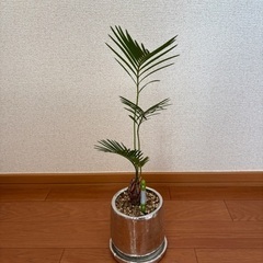 【水位計付き】蘇轍(ソテツ)3号の画像