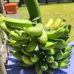 取り引き中 (1)無農薬 バナナ🍌🍌🍌 (約１0kg)の画像