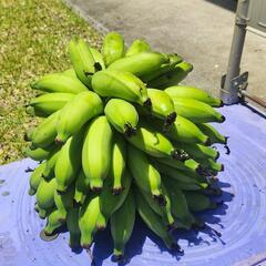 取り引き中 (2) 無農薬バナナ🍌🍌🍌 (8kg)の画像
