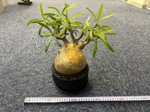 引退品　パキポディウムグラキリス　Lサイズ