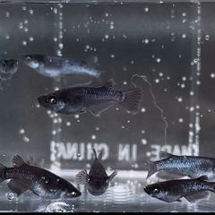 【メダカ】曜変天目変わり目（片目）1ペア1000円の画像