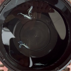 【メダカ】そうめんRLF1ペア500円の画像