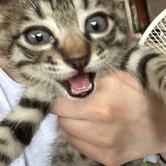 里親募集