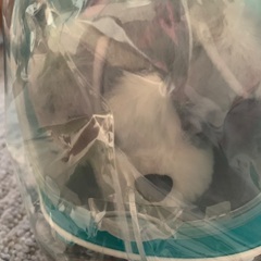 うさぎと犬のぬいぐるみの画像