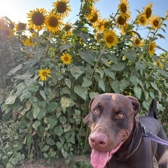 大型犬