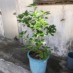 あげます‼️植物の画像