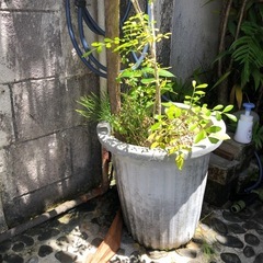 あげます‼️植物の画像
