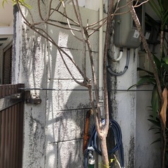 あげます‼️植物の画像