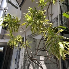 あげます‼️植物の画像