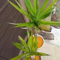 観葉植物ユッカ2鉢 の画像