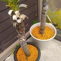 観葉植物ユッカ2鉢 の画像
