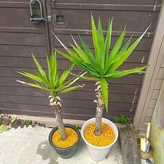観葉植物ユッカ2鉢 の画像
