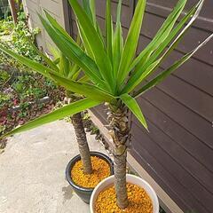 観葉植物ユッカ2鉢 の画像