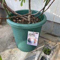イチジク の画像
