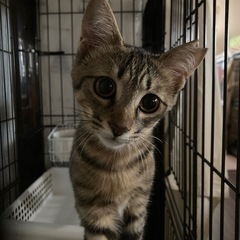 かわいいお顔のきわちゃん
