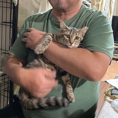 かわいいお顔のきわちゃん − 兵庫県