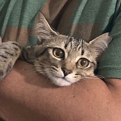 かわいいお顔のきわちゃん - 猫