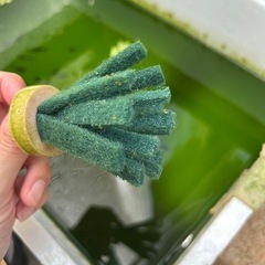 メダカ オロチ 1匹50円の画像
