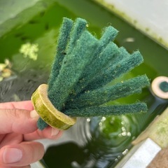 メダカ オロチ 1匹50円の画像