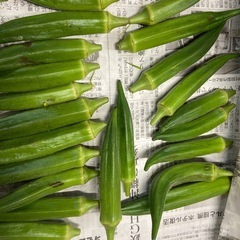 朝採り　傷あり　おくら　の画像