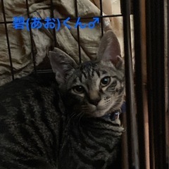 懐っこいあおくん
