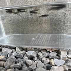 オロチメダカ5匹の画像