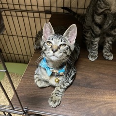 人慣れ抜群のはなだくん