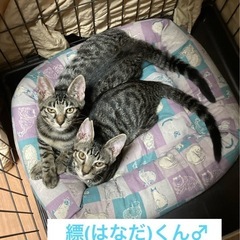 人慣れ抜群のはなだくん - 猫