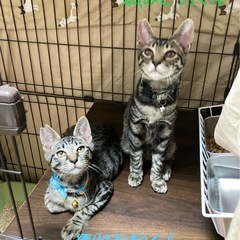 人慣れ抜群のはなだくん - 加古川市