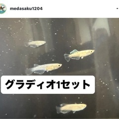 メダカ⭐️カワチ薬品上三川インターパーク店の画像