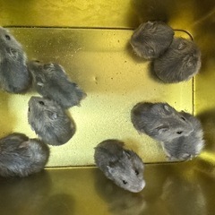 hamsterの画像