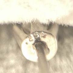 ダイヤモンドスタッドピアス（片耳）。(鑑定書無し)の画像