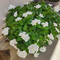 日々草の画像