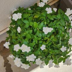 日々草の画像