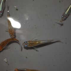メダカ　オーロラ黄ラメ対外光若魚　12匹の画像