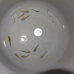 メダカ　オーロラ黄ラメ対外光若魚　12匹の画像