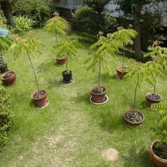 カレーリーフ　カレーの木　果実　2個の画像