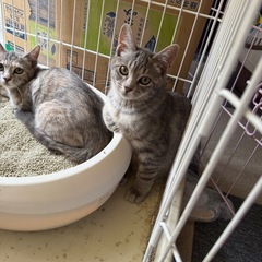 綺麗なサバトラ君です。