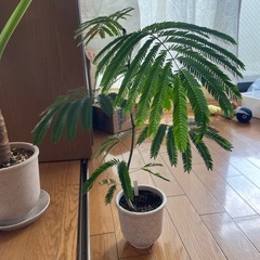 観葉植物の画像