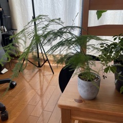 観葉植物の画像