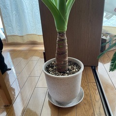 観葉植物の画像
