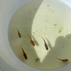 【めだか】　ラメ入り　めだか　5匹の画像