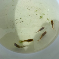 【めだか】　ラメ入り　めだか　5匹の画像