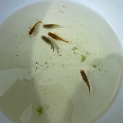 【めだか】　ラメ入り　めだか　5匹の画像